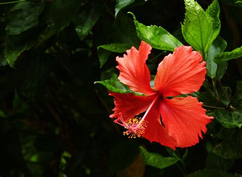 扶桑花夏威夷